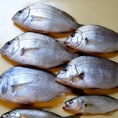 鮮魚・冷凍魚