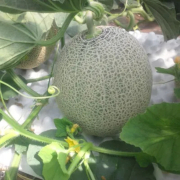 H GREENWORK（青森県鯵ヶ沢町）