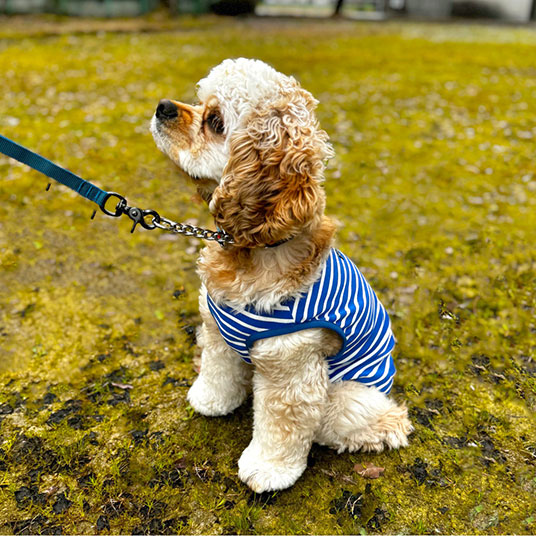 モデル犬：体重8kg・背丈42cm・胸囲46cm／Smallの42サイズ着用