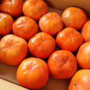 次郎柿（じろうがき）1kg（特別栽培）【出荷時期：10月中旬より順次出荷】