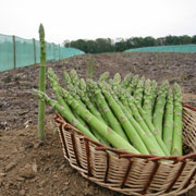 北海道小清水産 グリーンアスパラ【販売期間：６月20日頃まで】