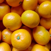 【訳あり】温州みかん 家庭用10kg（他商品との同時購入不可）【出荷時期：11月上旬より / 販売期間：11月下旬まで】