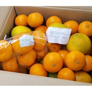 おまかせ柑橘詰め合わせ 9kg（他商品との同時購入不可）【出荷時期：1月中旬頃より順次出荷】