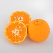 【訳あり】ポンカン 家庭用9kg（他商品との同時購入不可）【出荷時期：1月中旬頃より順次 / 販売時期：2月中旬頃まで】