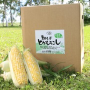 朝もぎとうもろこし5kg （他商品との同時購入不可）【出荷時期：8月下旬より順次出荷 / 販売時期：8月下旬頃まで】