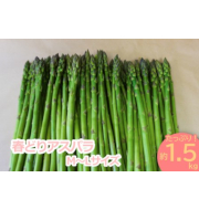 春どりアスパラ(Ｍ～Ｌサイズ・1.5kg）【出荷時期：4月下旬より / 販売時期：5月下旬頃まで】