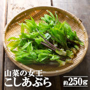 「山菜の女王」　山形のこしあぶら　約250ｇ【出荷時期：4月下旬より / 販売時期：5月10日まで】