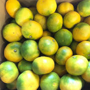 【訳あり】極早生みかん 10kg【出荷時期：10月上旬より順次】