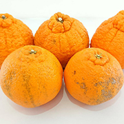 【訳あり】不知火3kg（他商品との同時購入不可）【出荷時期：2月中旬頃より順次出荷】