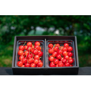 紅秀峰特秀品Lサイズ約600g B-01※他品番との同時購入不可【お届け時期：6月下旬より順次 / 販売期間：5月末まで】