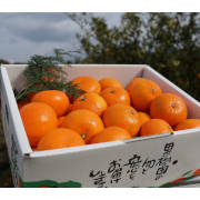 麗紅5kg（他品番との同時購入不可）【出荷時期：2月上旬より / 販売時期：2月下旬頃まで】