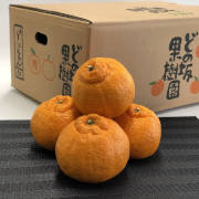 不知火5kg（他品番との同時購入不可）【出荷時期：3月中旬より / 販売時期：4月末頃まで】
