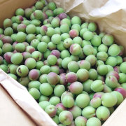 手摘み甲州小梅800g【カリカリ梅用にどうぞ】【出荷時期：5月中旬より / 販売時期：6月10日頃まで】