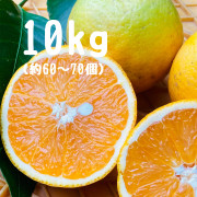 バレンシアオレンジ　家庭用10kg（他商品との同時購入不可）【出荷時期：6月下旬より / 販売時期：8月上旬頃まで】