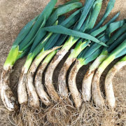 冬の鍋物に！甘くて柔らかい曲がりネギ　土付き30本【出荷時期：12月上旬より順次】（他品番との同時注文不可）