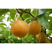 【幸水梨】福島須賀川産｜贈答向け ２ｋｇ（他品番との同時注文不可）【出荷時期：8月下旬より 順次】