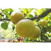 【豊水梨】福島須賀川産｜贈答向け 完熟直送 甘み引き立つ豊潤ジューシー ２ｋｇ（他品番との同時注文不可）【出荷時期：9月中旬より