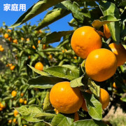 【家庭用】甘味と酸味のバランスの良い旬のちえみかん 早生５㌔（他品番との同時購入不可）【出荷時期：11月中旬より順次】