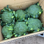 『朝採り』葉っぱ、茎も食べられる高原ブロッコリー【出荷時期：10月まで】