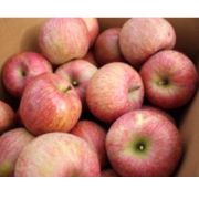 【訳あり】りんご 早生ふじ3kg（他品番との同時注文不可）【出荷時期：9月中旬より順次】