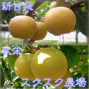 新甘泉(しんかんせん)と秋栄(あきばえ)のセット 秀品(贈答用)3kg箱（他品番との同時注文不可）【出荷時期：9月上旬～】