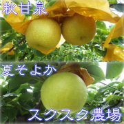 秋甘泉(あきかんせん)と夏そよかのセット 優良品(家庭用)3kg箱（他品番との同時注文不可）【出荷時期：9月中旬～】