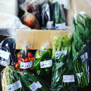 季節の野菜セット（Mサイズ）【出荷時期：8月上旬より / 販売時期：10月31日まで】