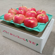 光センサー選果糖度13度以上　青森県産サンフジ小玉3㎏贈答用【出荷時期：12月上旬より順次】