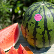 鳥取県北栄町産大玉４L1玉【出荷時期：6月上旬より / 販売時期：7月15日まで】