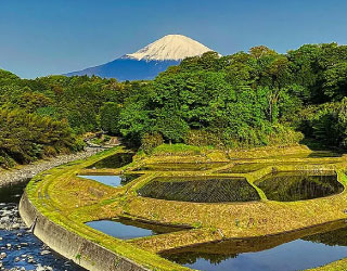 水が張られた田んぼの奥に富士山を望む